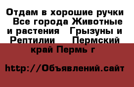 Отдам в хорошие ручки - Все города Животные и растения » Грызуны и Рептилии   . Пермский край,Пермь г.